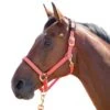 Shires Topaz Leather Breakaway Nylon Halter - Orange 1 Shires Topaz Leather Breakaway Nylon Halter - Orange -Equestrian Supplies 412026 800 800