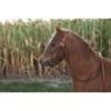 Western Rawhide Basketweave Pony Bridle With Reins - Chestnut -Equestrian Supplies 445741 800 800