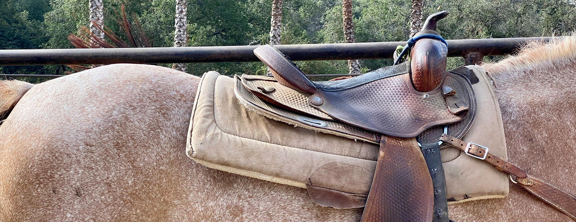 Equestrian Supplies -Equestrian Supplies pexels juan magno ponce 546469 13528252