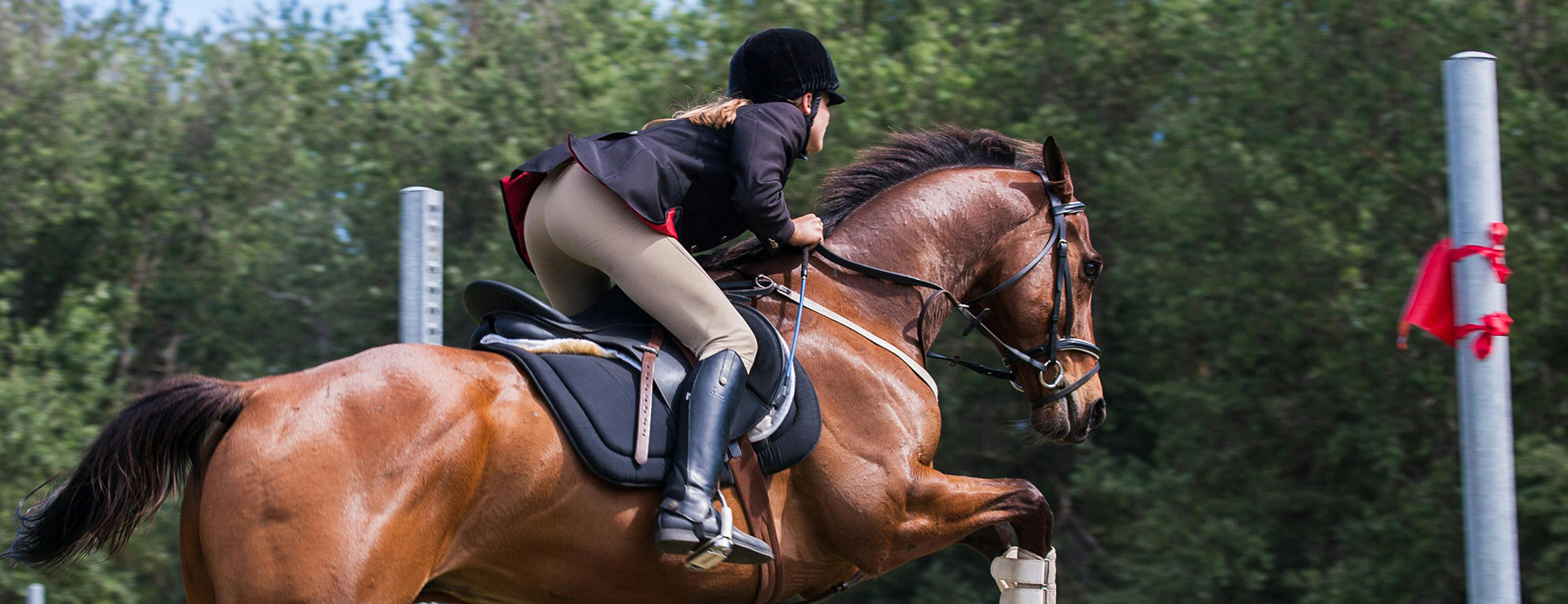 Equestrian Supplies -Equestrian Supplies pexels jvdm 1559388